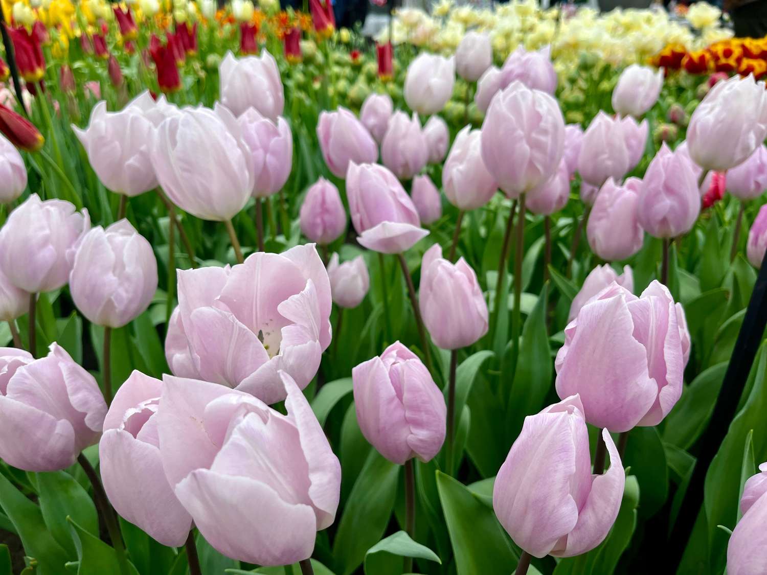 Tulppaani 'Silver Cloud'